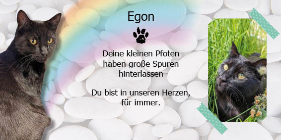 Katze Egon Traueranzeige