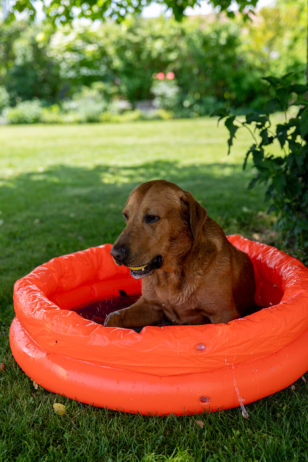Sommerbild